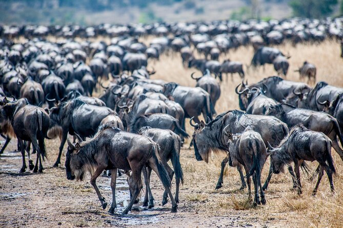 10-Day Serengeti Wildebeest Migration Safari from Arusha - Day 1 in Arusha: an easy arrival night