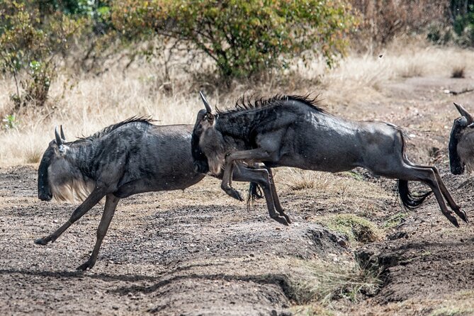 10-Day Serengeti Wildebeest Migration Safari from Arusha - Days 5 to 7: central Serengeti around Seronera