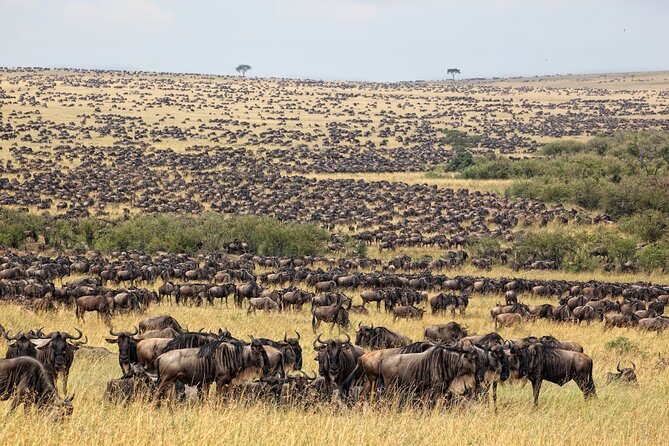 10-Day Serengeti Wildebeest Migration Safari from Arusha - Day 9: Tarangire for elephants and birds