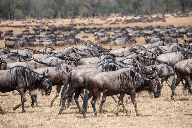 10-Day Serengeti Wildebeest Migration Safari from Arusha - Day 10: return to Arusha and the airport