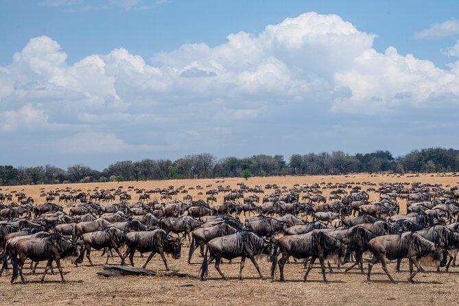 10-Day Serengeti Wildebeest Migration Safari from Arusha - Days 2 to 4: northern Serengeti and the Mara River