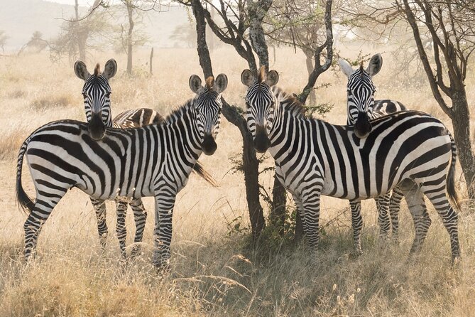 12 days Luxury Tanzania Honeymoon Safari and Zanzibar - A full Serengeti day earns its place