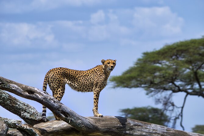 12 days Luxury Tanzania Honeymoon Safari and Zanzibar - Stone Town offers one night of transition
