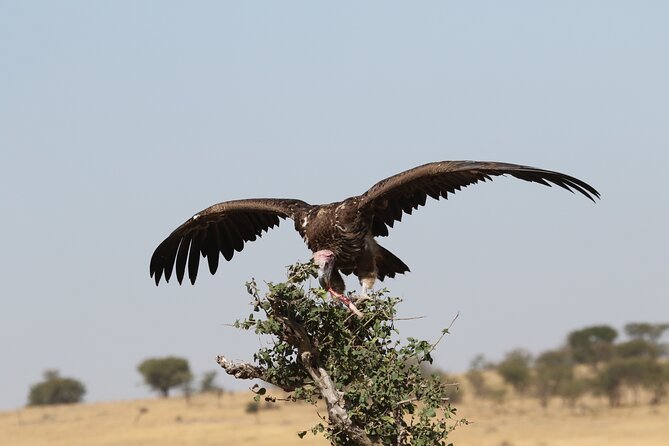 2 Days Tarangire and Ngorongoro Group Camping Safari - Two famous parks in only 48 hours