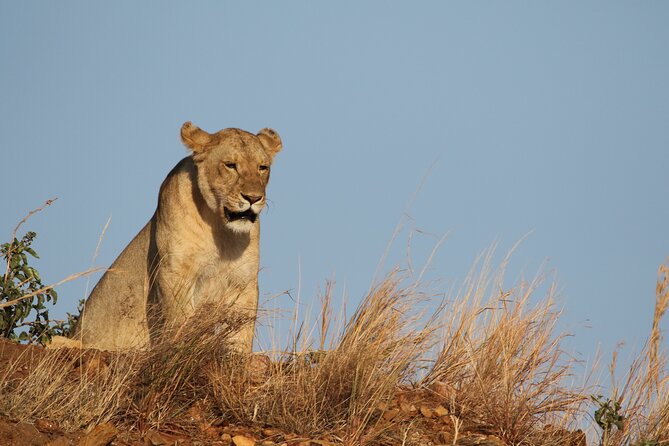 2 Days Tarangire and Ngorongoro Group Camping Safari - What six hours of game viewing really means
