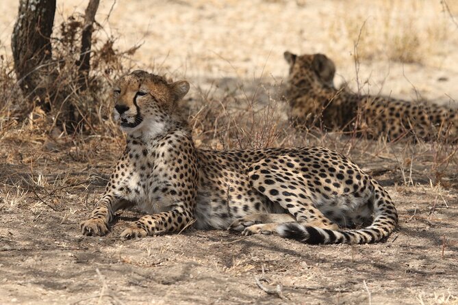 2 Days Tarangire and Ngorongoro Group Camping Safari - Is $550 per person good value?