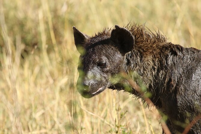 2 Days Tarangire and Ngorongoro Group Camping Safari - Pickup, timing, and small practical details