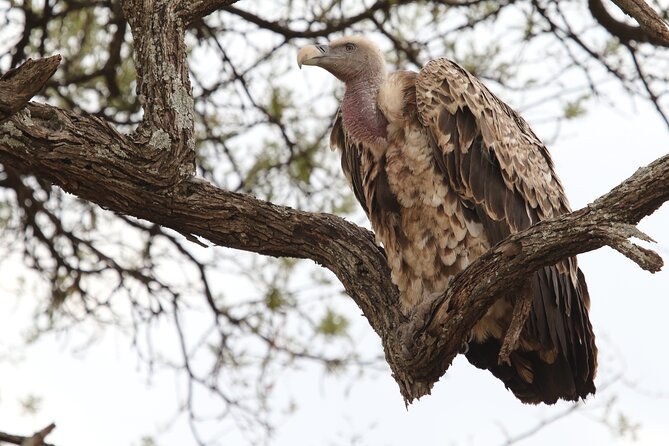 2 Days Tarangire and Ngorongoro Group Camping Safari - Day one, Tarangire’s elephants and baobabs