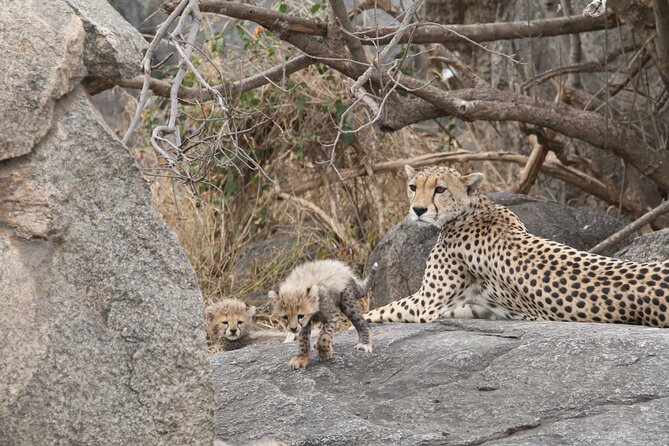 3-Day Classic Serengeti Safari - Leaving Arusha for the Serengeti