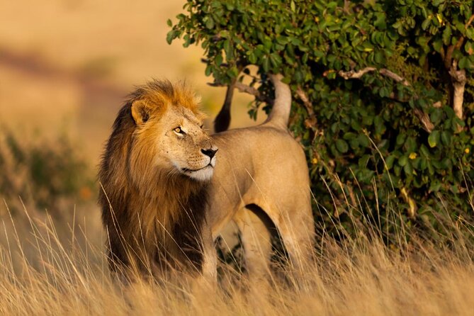 3 Day Masai Mara Budget Joining Safari on 4×4 - Daily Departures - Key points before you book