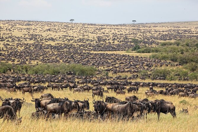 3 Day Masai Mara Budget Joining Safari on 4×4 - Daily Departures - Leaving Nairobi for the Great Rift Valley