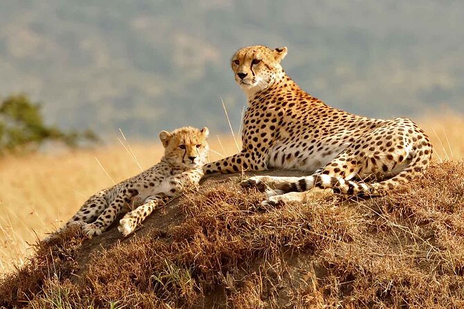 3 Day Masai Mara Budget Joining Safari on 4×4 - Daily Departures - The first evening drive before the 6:30pm closure