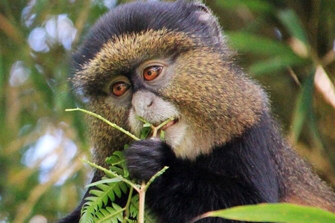 3 Days gorilla trekking Safari tour in Uganda - The gorilla encounter requires patience, not luck alone