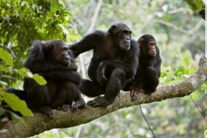 3 Days gorilla trekking Safari tour in Uganda - Day 3: A scenic but demanding return to Entebbe