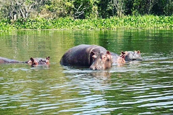 3 Days gorilla trekking Safari tour in Uganda - What the private format is really like