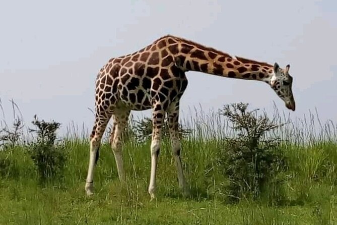 3 Days gorilla trekking Safari tour in Uganda - What is included and what you still pay for