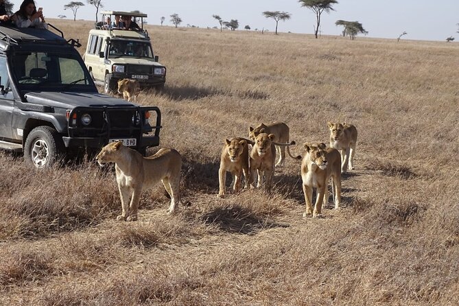 3 days group joining safari to Maasai Mara with a Land Cruiser Jeep - Day 2: the full Maasai Mara safari