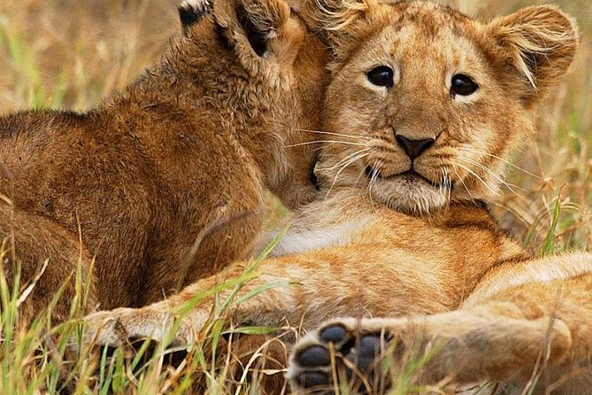 3 days group joining safari to Maasai Mara with a Land Cruiser Jeep - The first afternoon: a useful introduction to the reserve