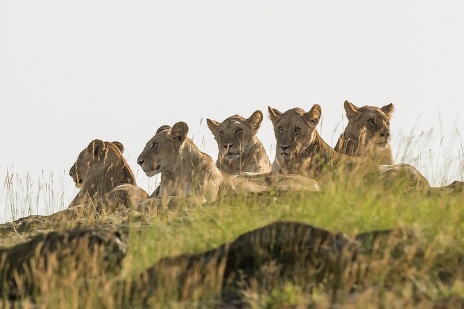3 days Masai Mara on Private 4x4 Land Cruiser - Day two: the full safari day