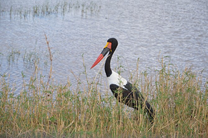 3 Days Serengeti & Ngorongoro Group Camping Safari - Why the Serengeti and Ngorongoro pairing works