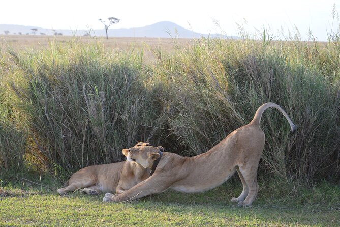 3 Days Serengeti & Ngorongoro Group Camping Safari - Day 3: down into Ngorongoro Crater