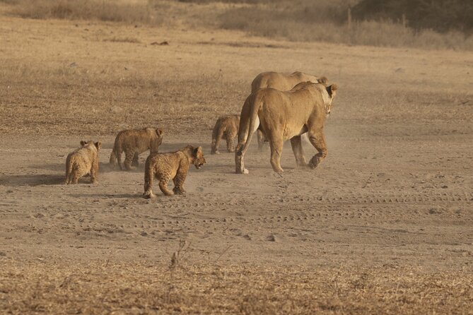 3 Days Serengeti & Ngorongoro Group Camping Safari - Camping at Seronera and Simba