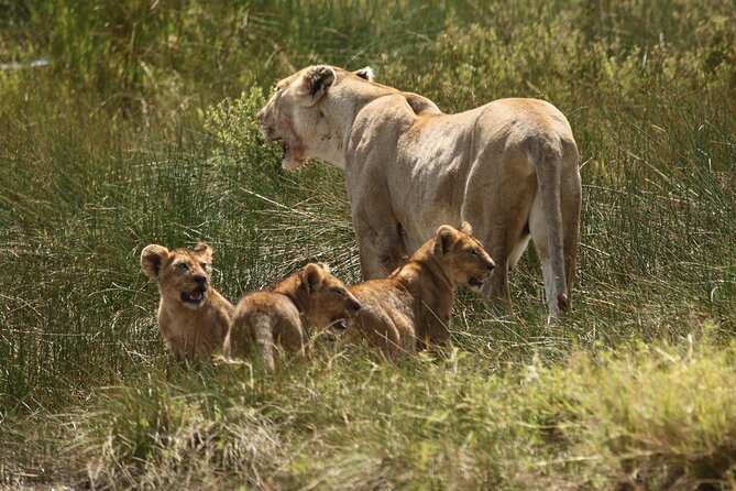 3 Days Serengeti & Ngorongoro Group Camping Safari - Who should choose this safari?