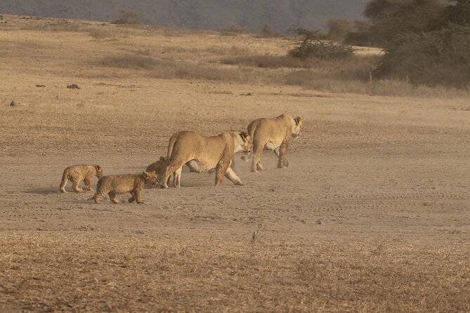 3 Days Serengeti & Ngorongoro Group Camping Safari - Day 1: the long road from Arusha to Seronera