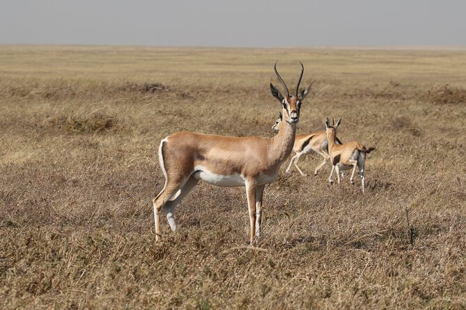 3 Days Tarangire, Ngorongoro & Lake Manyara Group Camping Safari - Day two: descending into Ngorongoro Crater