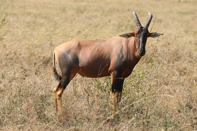 3 Days Tarangire, Ngorongoro & Lake Manyara Group Camping Safari - Day three: forests, hot springs, and Lake Manyara