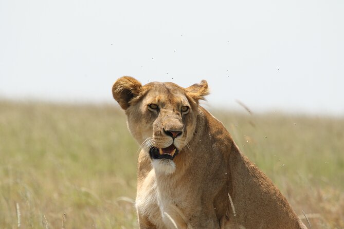 3 Days Tarangire, Ngorongoro & Lake Manyara Group Camping Safari - What the small group changes