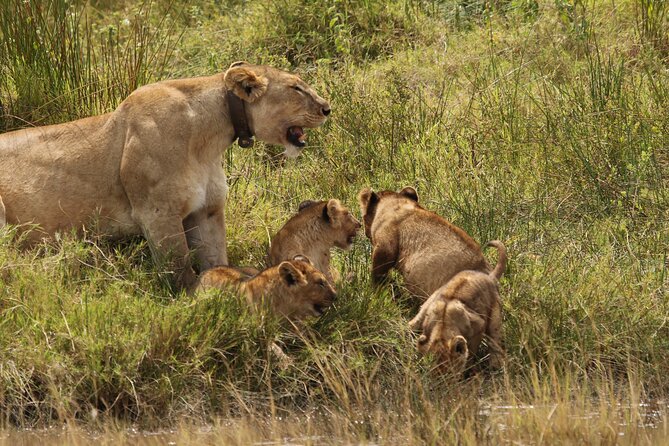 3 Days Tarangire, Ngorongoro & Lake Manyara Group Camping Safari - Twiga Campsite and the value of camping