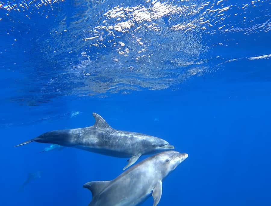 3-hour Catamaran Adventure on the waters of Sal Island - Wildlife sightings depend on luck
