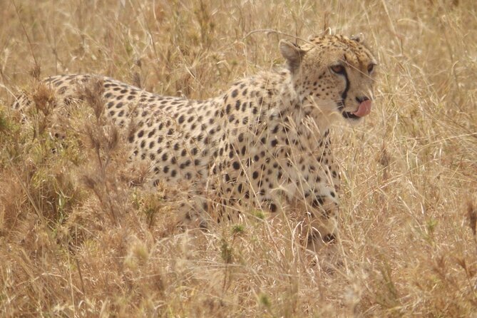4-Day Safari from Arusha: Tarangire, Serengeti and Ngorongoro - Day 1: Tarangire’s elephants and baobabs