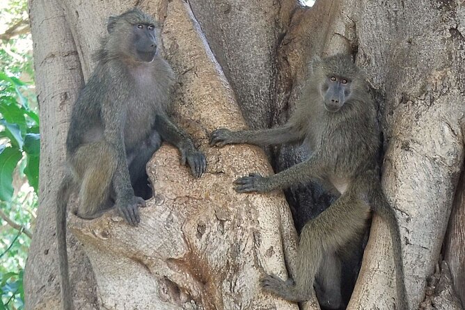 4-Day Safari from Arusha: Tarangire, Serengeti and Ngorongoro - Day 3: A morning game drive and the Ngorongoro highlands