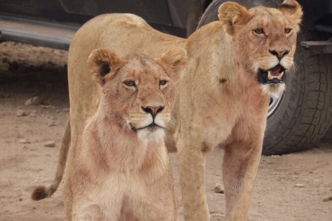 4-Day Safari from Arusha: Tarangire, Serengeti and Ngorongoro - Day 4: Wildlife in Ngorongoro Crater