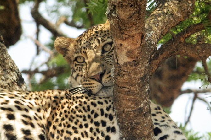 4-Day Safari from Arusha: Tarangire, Serengeti and Ngorongoro - The private jeep and guide make the difference
