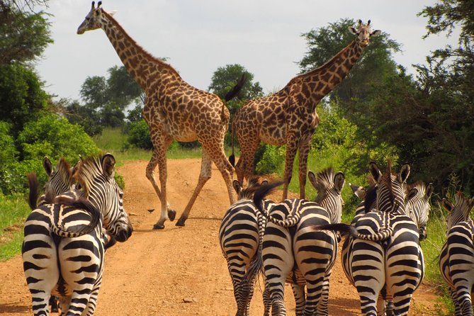 4-Day Safari from Arusha: Tarangire, Serengeti and Ngorongoro - Day 2: Entering the Serengeti through Seronera