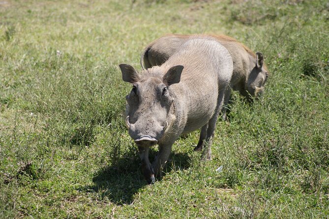 4 Days Group Camping Safari - Day four: the wildlife bowl of Ngorongoro Crater