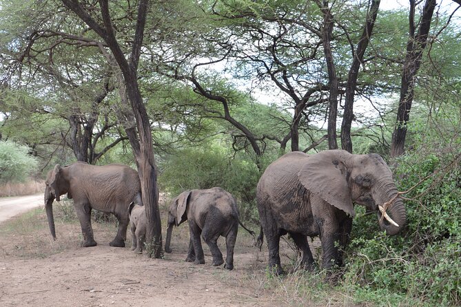 4 Days Group Camping Safari - Who will enjoy this $900 safari