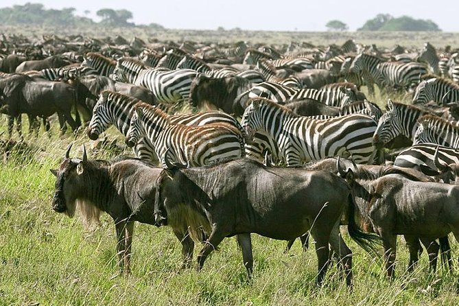 4 Days Join Group tour Tarangire Serengeti and Ngorongoro crater - Day one: elephants and dry-country wildlife in Tarangire