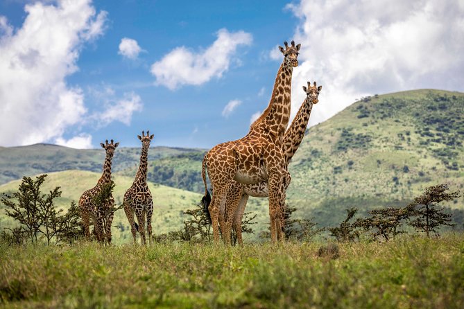4 Days safari Tour Tanzania - Day one: Tarangire’s elephants and baobabs