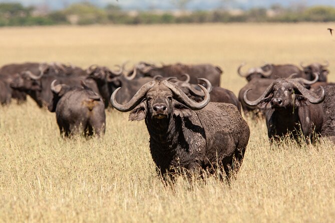 4 Days Tarangire, Serengeti and Ngorongoro Mid-Range Group Safari - Day 1: Tarangire’s elephants beneath the baobabs