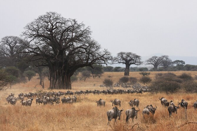 4 Days Tarangire, Serengeti and Ngorongoro Mid-Range Group Safari - Food, accommodation, and comfort
