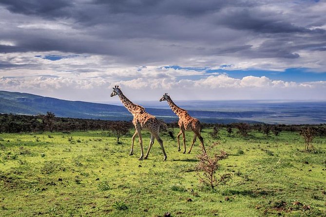 4 Days Tarangire Serengeti Ngorongoro Crater - Three parks, one compact northern Tanzania route
