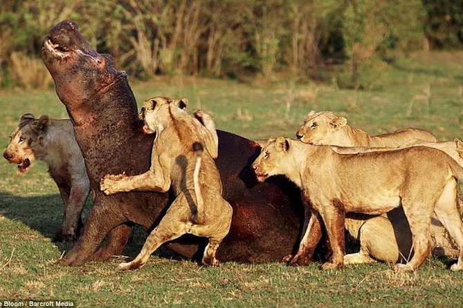 4 Days Tarangire Serengeti Ngorongoro Crater - Who should book this four-day safari