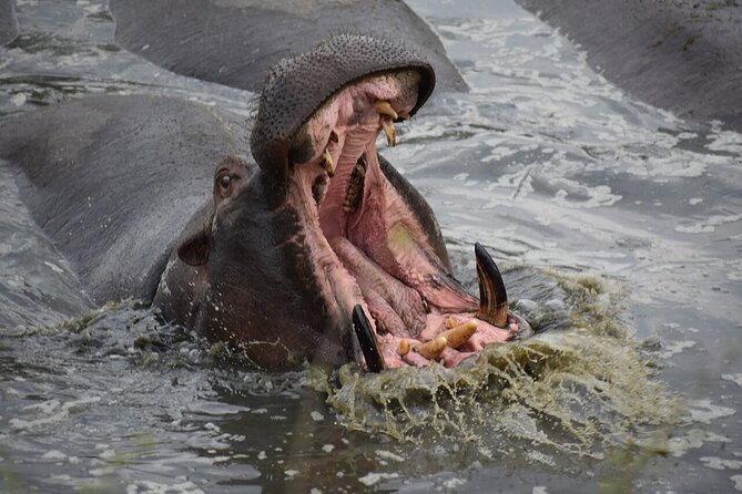 5-Day Highlights mid-Range Crater, Serengeti, Tarangire - Day three at Ngorongoro Crater: wildlife in a volcanic bowl