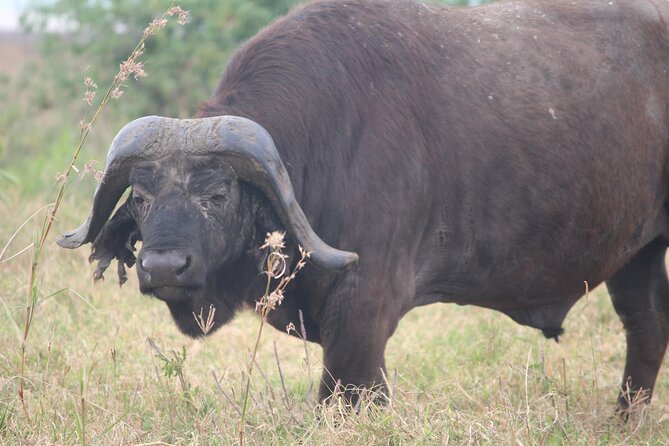 5-Day Highlights mid-Range Crater, Serengeti, Tarangire - Day four in Serengeti: the longest wildlife session