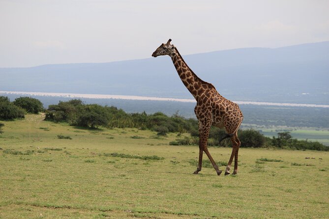 5-Day Highlights mid-Range Crater, Serengeti, Tarangire - Day five at Lake Manyara: birds, forest, and a softer finish