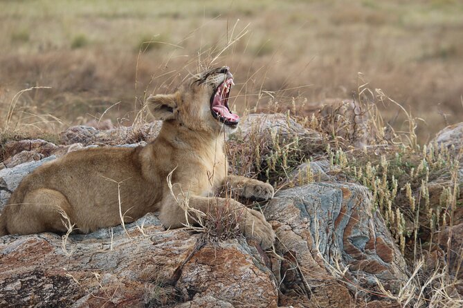 5-Day Highlights mid-Range Crater, Serengeti, Tarangire - Accommodation, meals, and the $2,327 price